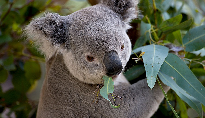 A koala eating a leaf